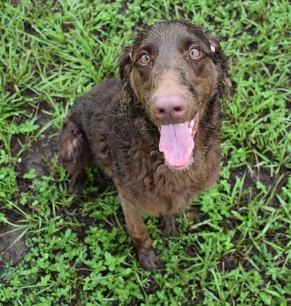 Snickerdoodle, an adopted mixed breed in Inverness, FL image 1/2