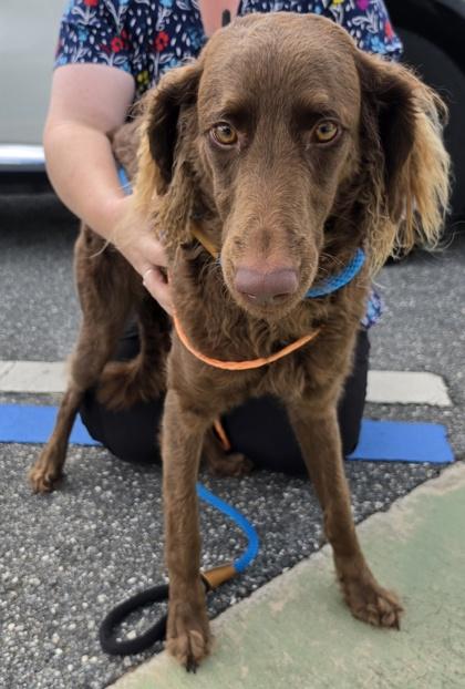 Snickerdoodle, an adopted mixed breed in Inverness, FL image 2/2