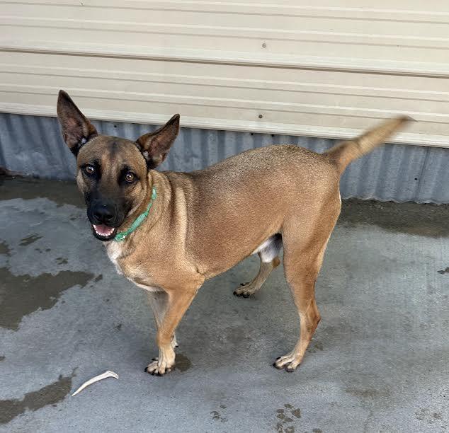 Petey — thumbnail 2