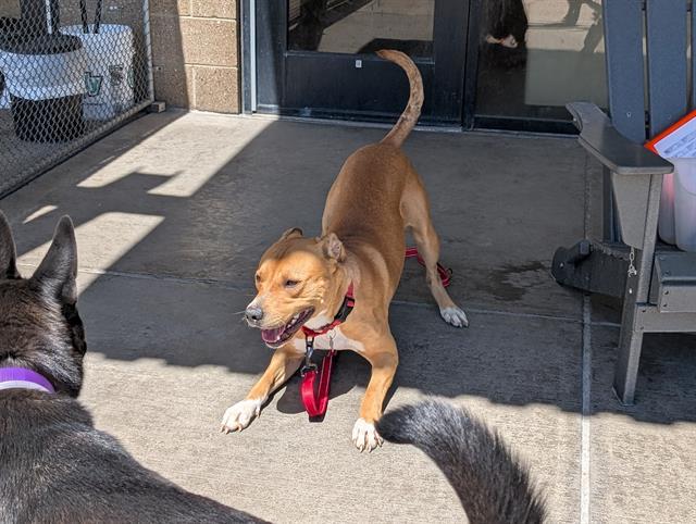 Enlarge PYRITE, a Adoptable Pit Bull Terrier in Denver, CO image 1/1