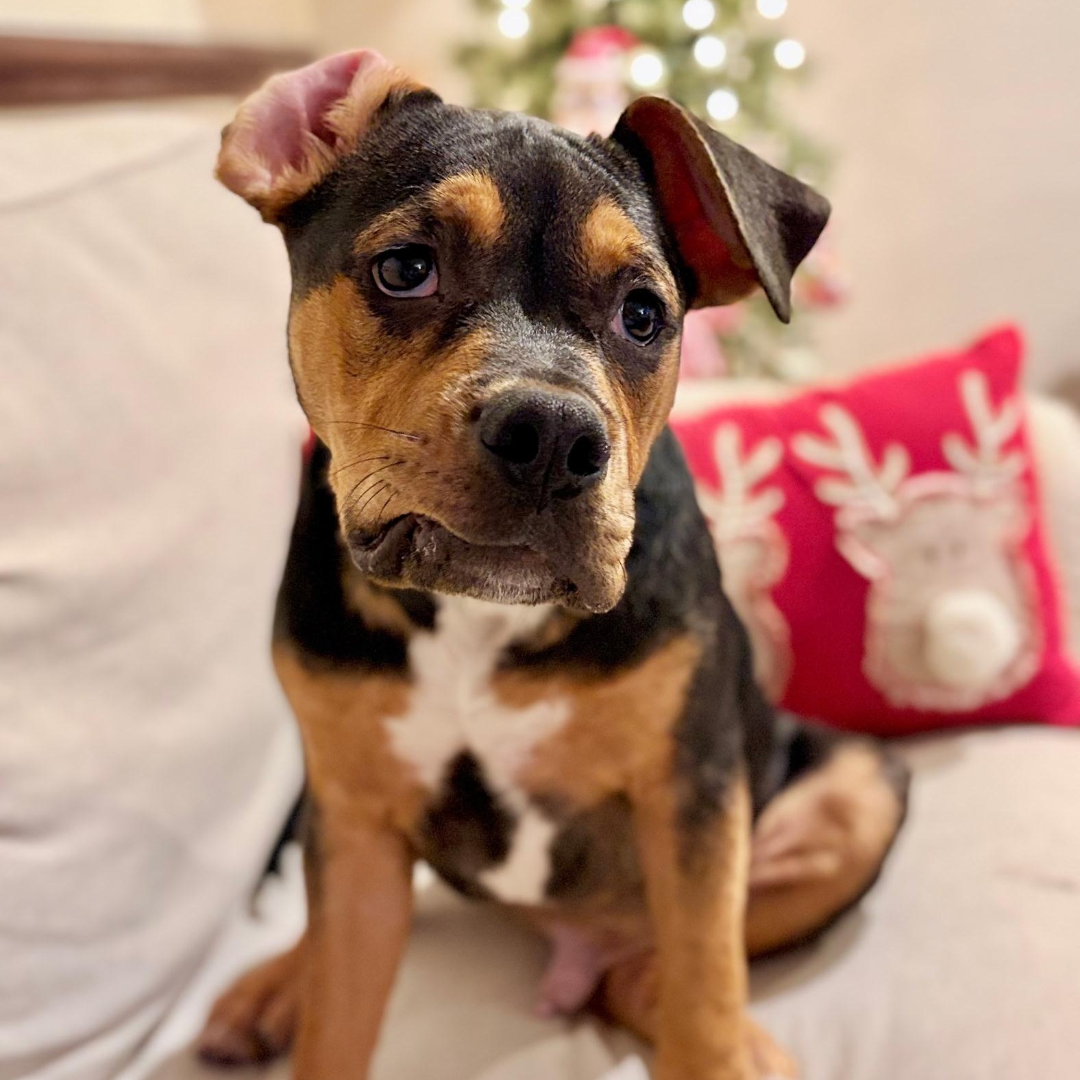 Enlarge Luxx, an adopted mixed breed in Kansas City, MO image 1/3