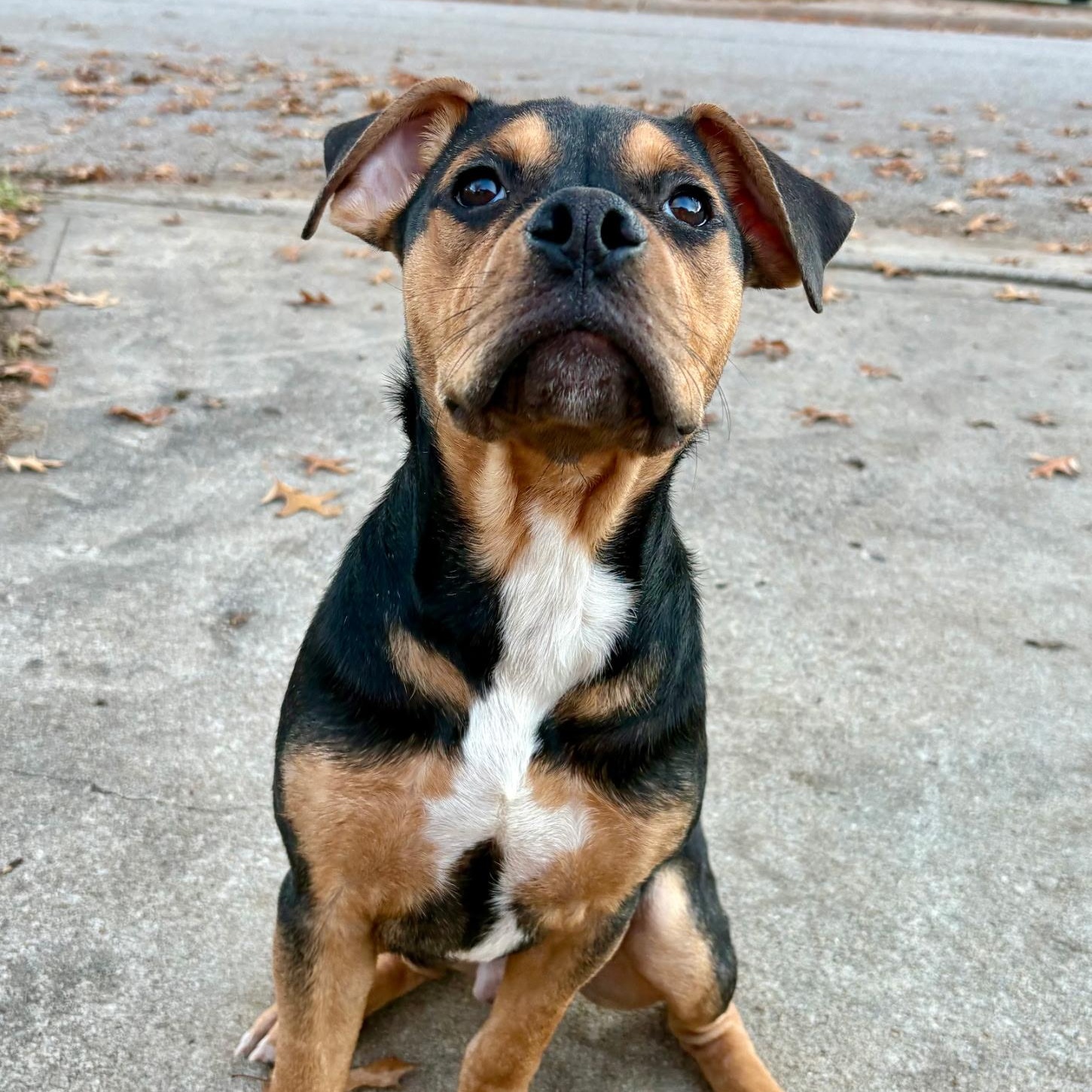 Enlarge Luxx, an adopted mixed breed in Kansas City, MO image 2/3