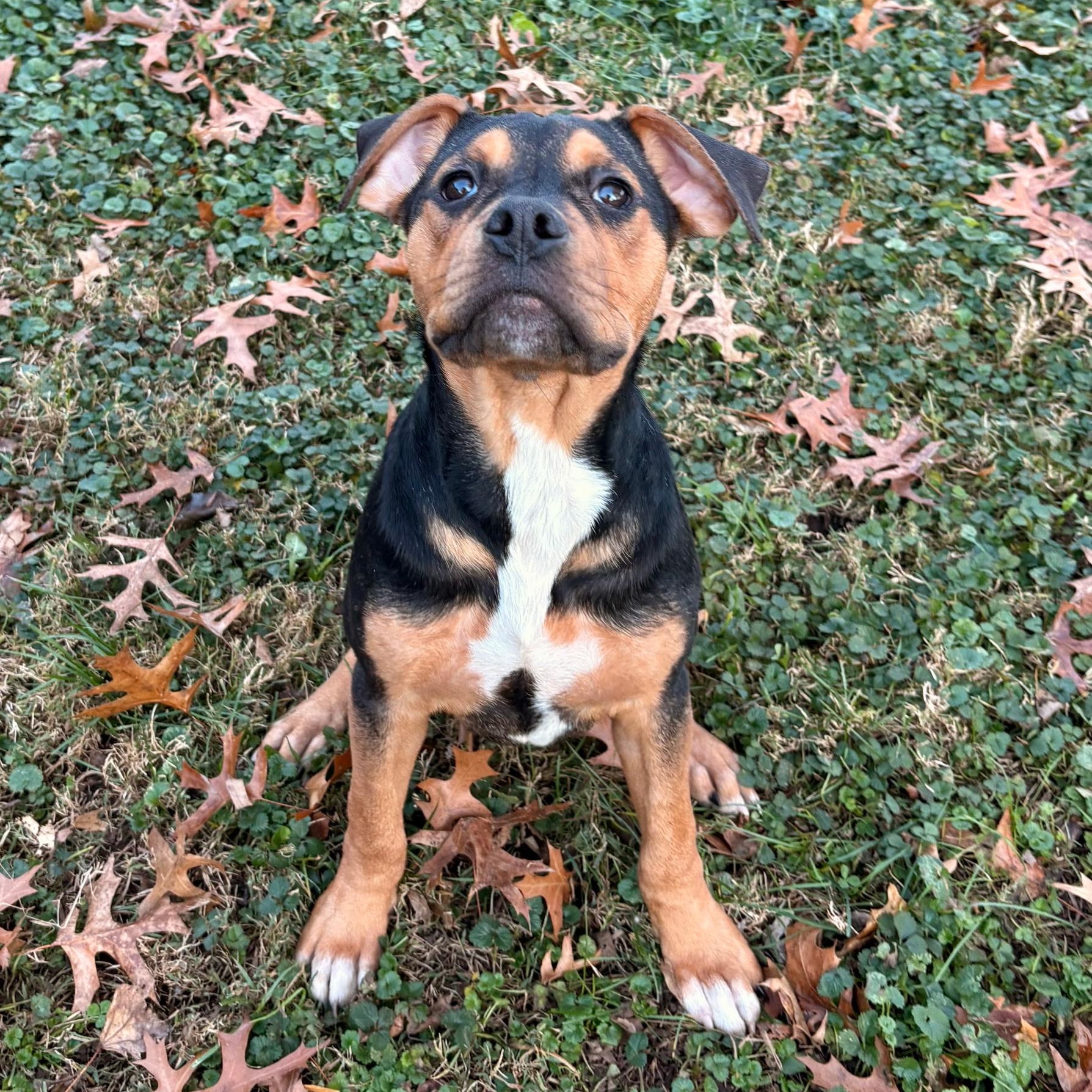 Enlarge Luxx, an adopted mixed breed in Kansas City, MO image 3/3