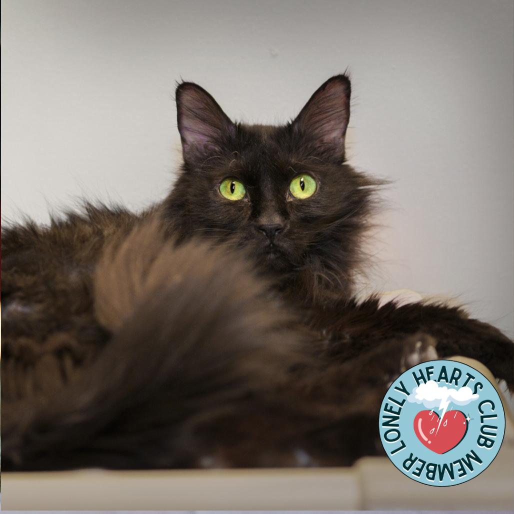 Enlarge Olive, a Adoptable Domestic Long Hair in Evansville, IN image 2/6