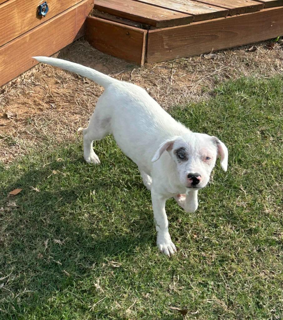 Indie, Adoptable, Young Female Terrier & Mixed Breed.