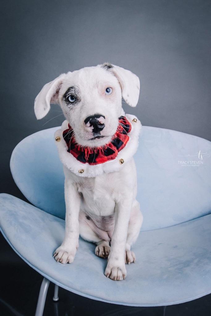 Enlarge Indie, a Adoptable mixed breed in CONROE, TX image 4/6