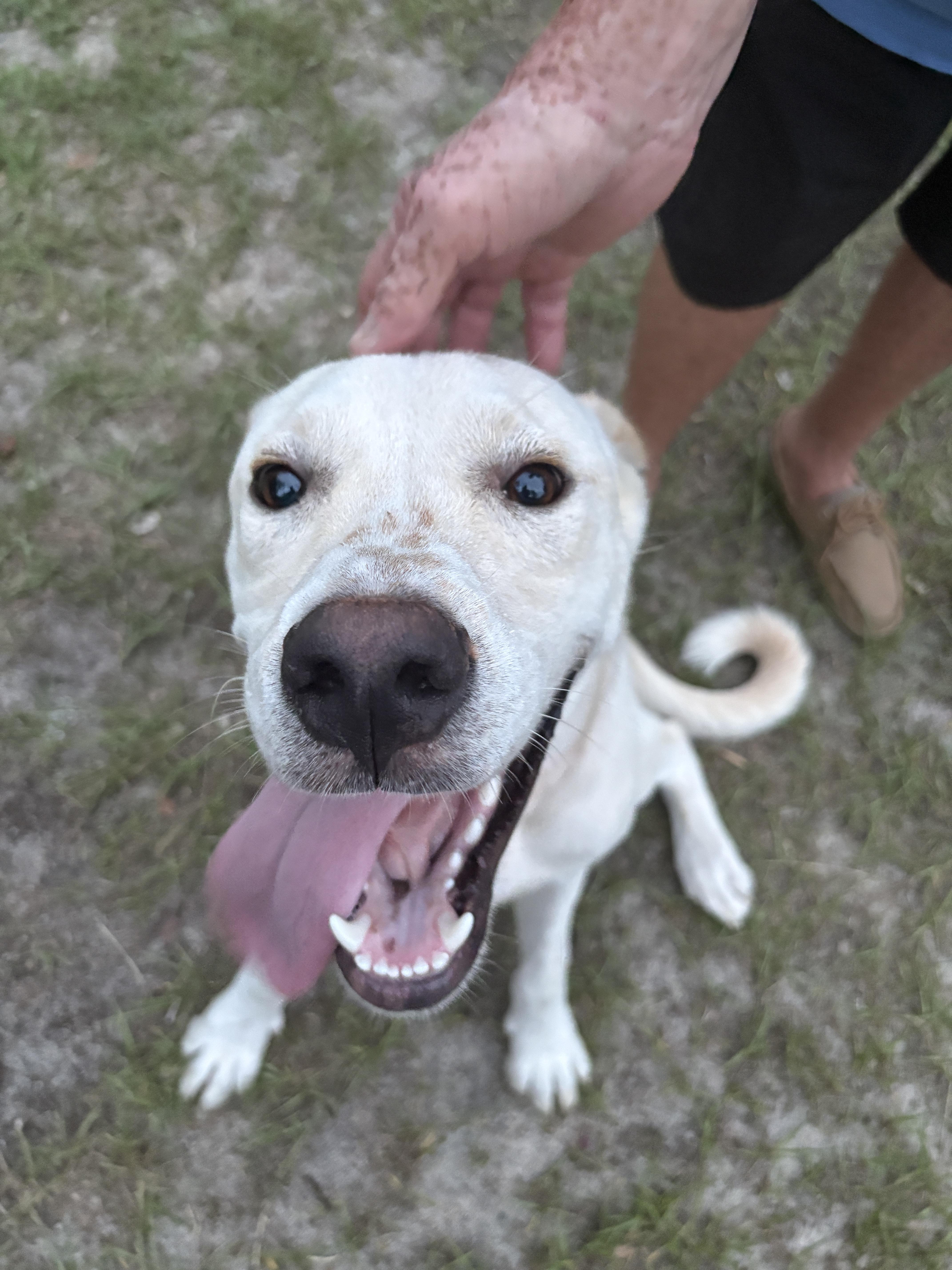 Boone, Adopted, Young Male Labrador Retriever.