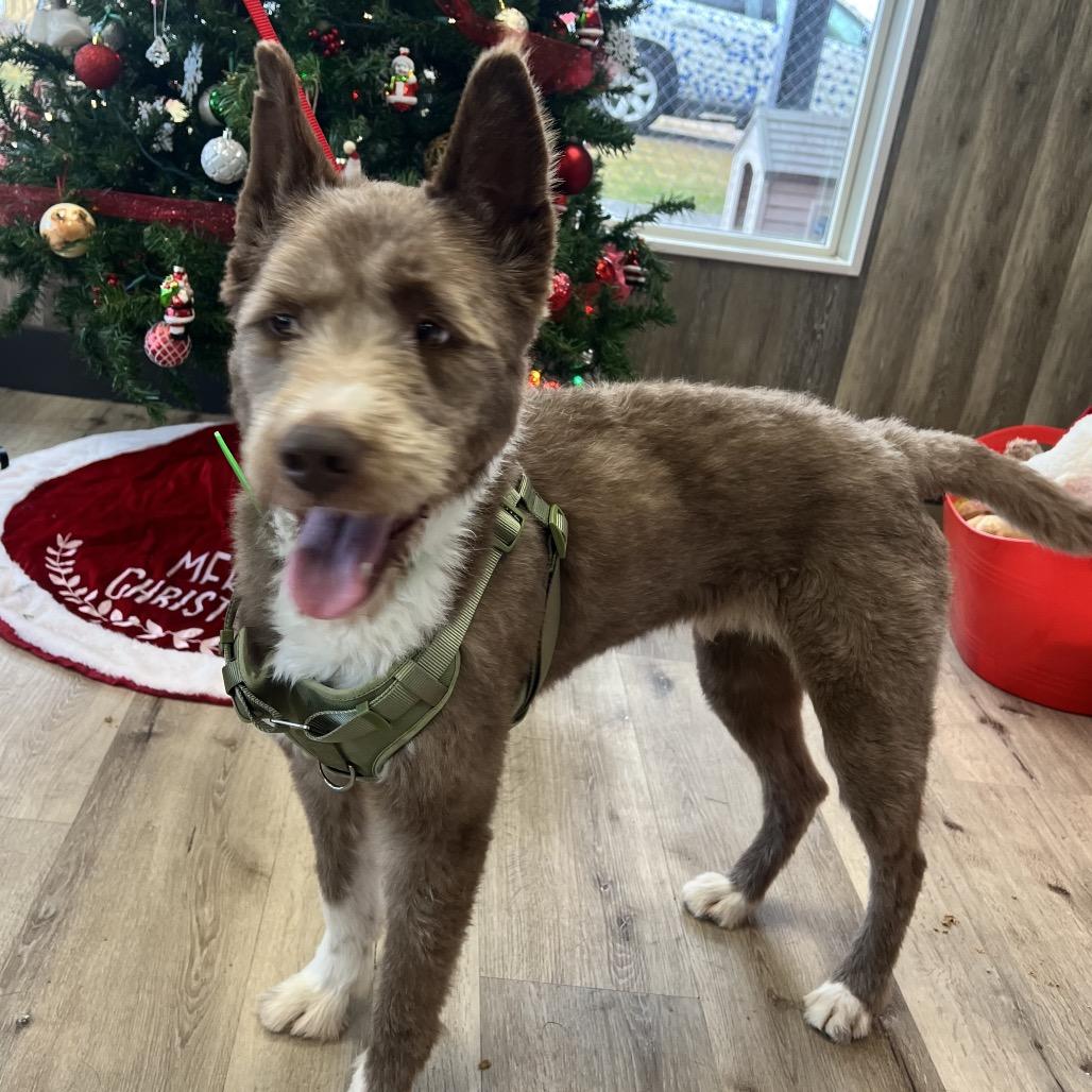 Judge, Adoptable, Adult Male Sheep Dog & Mixed Breed.