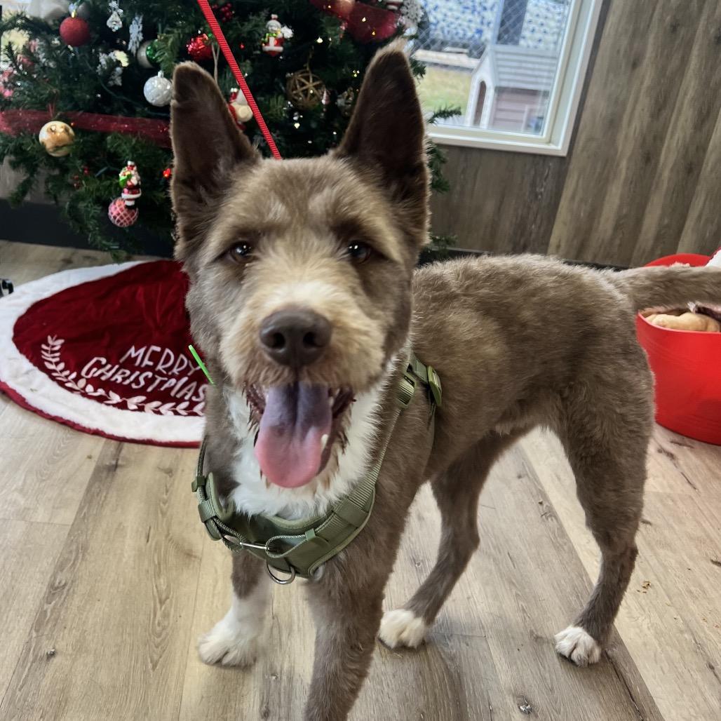 Enlarge Judge, a Adoptable mixed breed in Idaho Falls, ID image 4/6