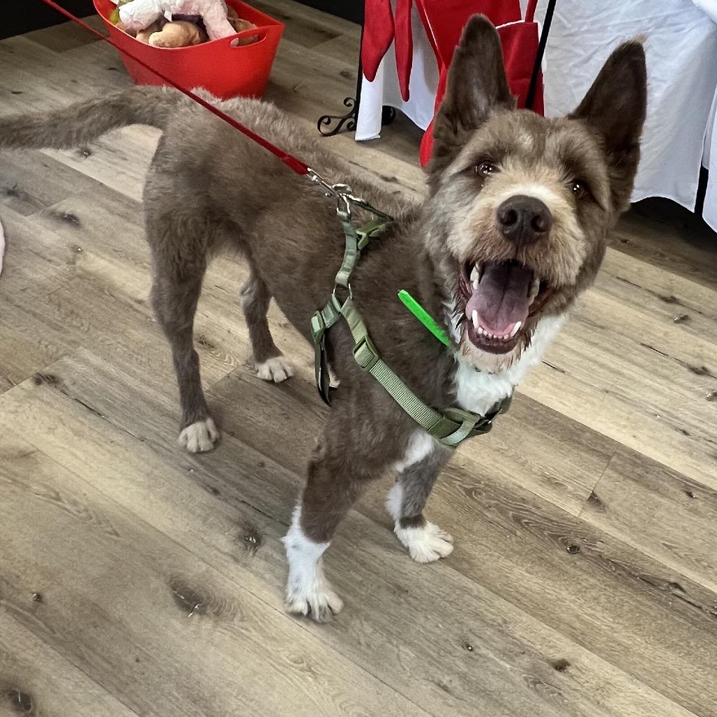 Enlarge Judge, a Adoptable mixed breed in Idaho Falls, ID image 6/6