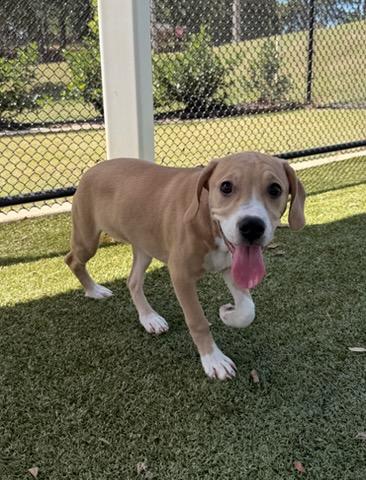 Enlarge Honeysuckle, a Adoptable mixed breed in Daphne, AL image 2/3