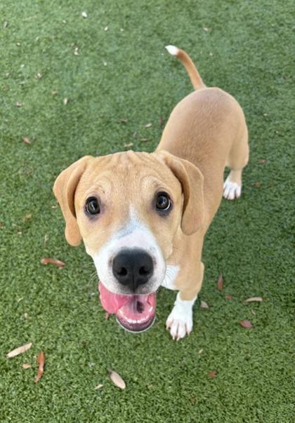 Enlarge Honeysuckle, a Adoptable mixed breed in Daphne, AL image 3/3