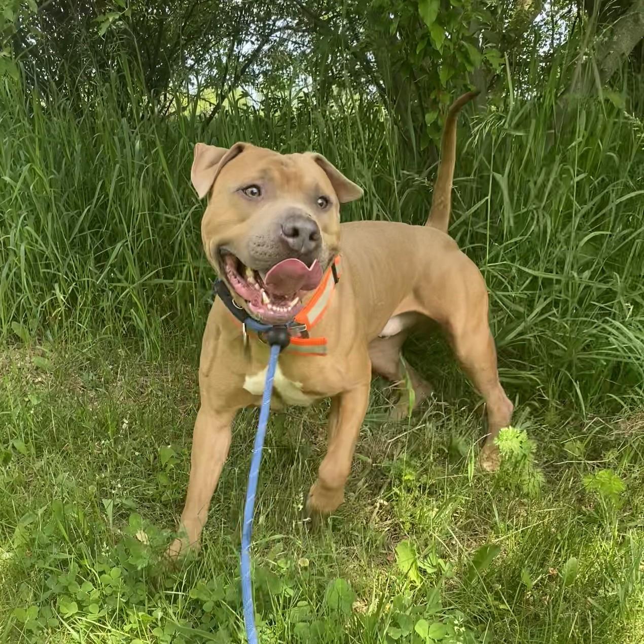 Enlarge Peanut, a ADOPTABLE Pit Bull Terrier in Allegan, MI image 6/6
