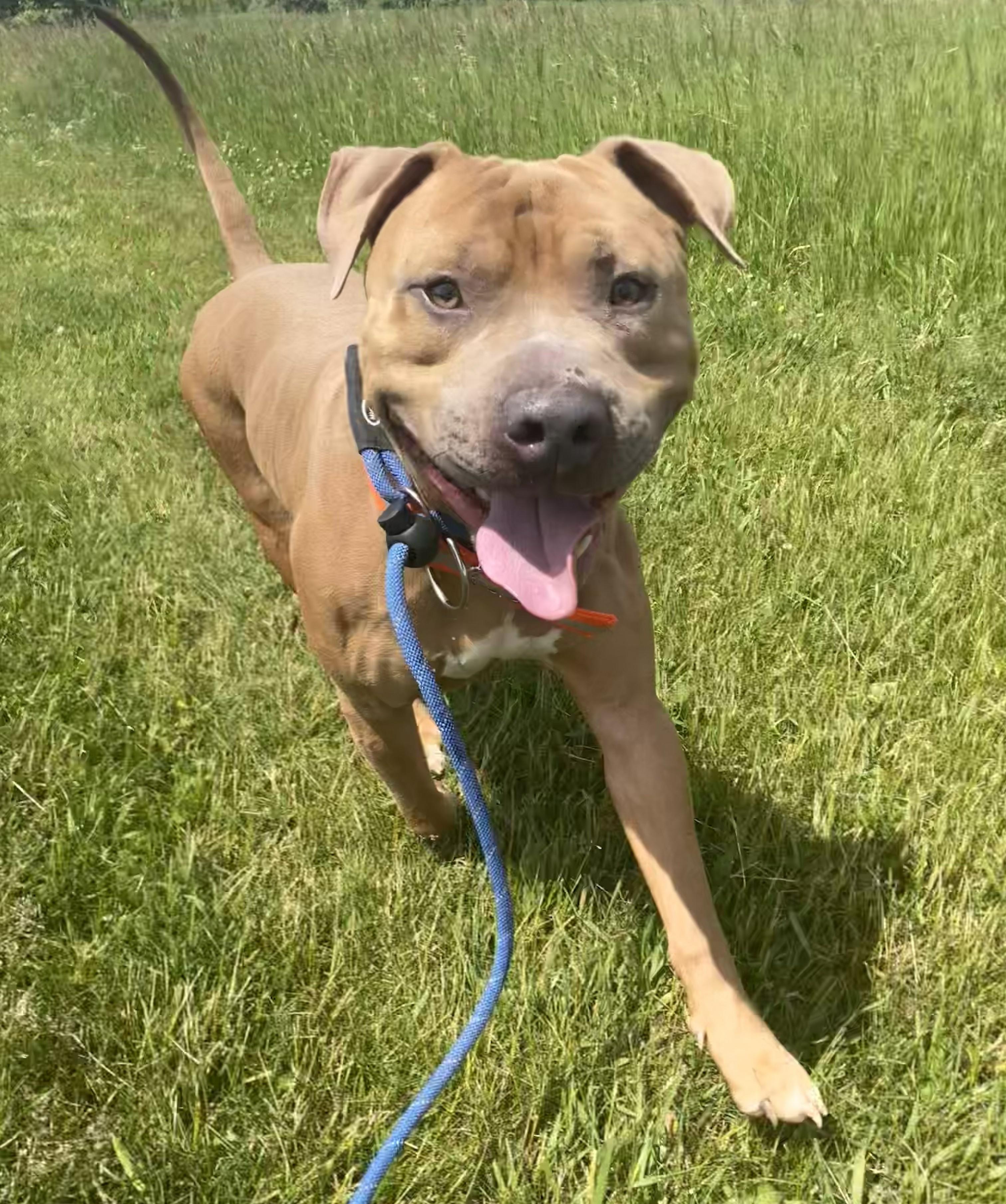 Enlarge Peanut, a ADOPTABLE Pit Bull Terrier in Allegan, MI image 4/6