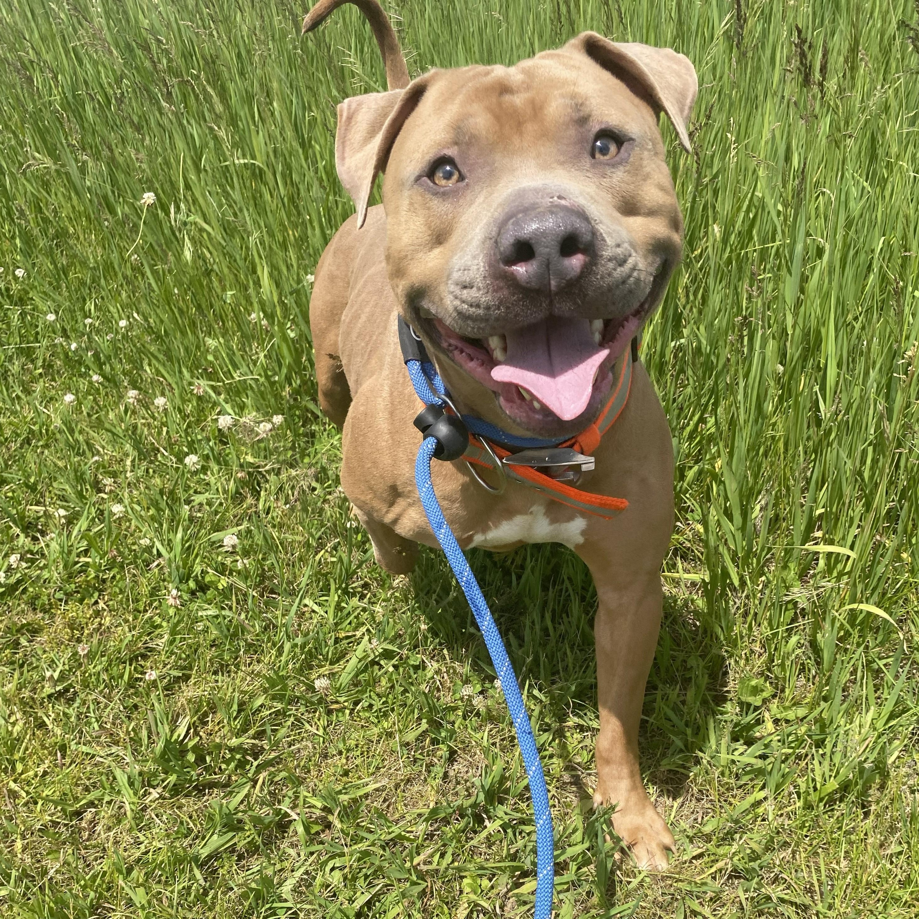 Enlarge Peanut, a ADOPTABLE Pit Bull Terrier in Allegan, MI image 1/6