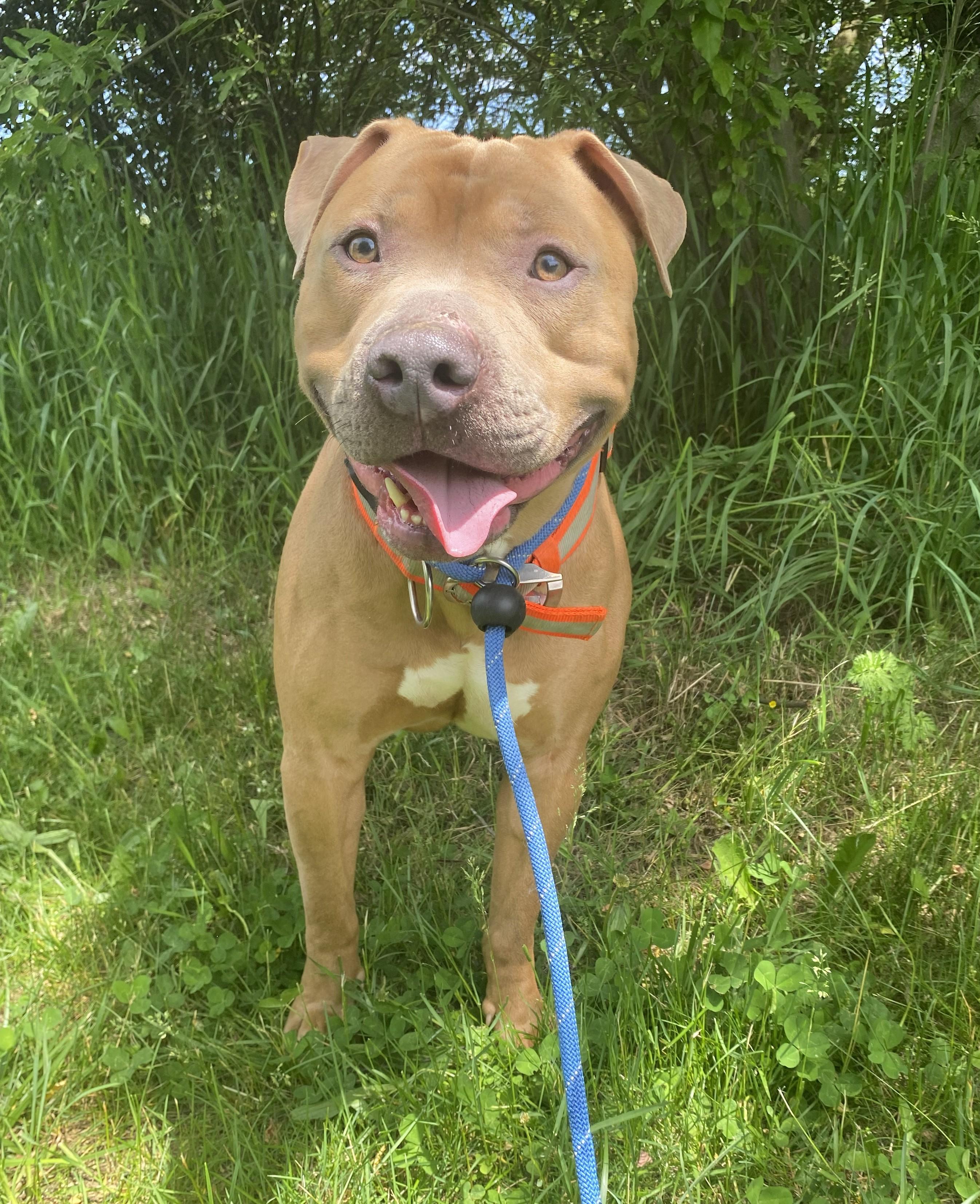 Enlarge Peanut, a ADOPTABLE Pit Bull Terrier in Allegan, MI image 3/6