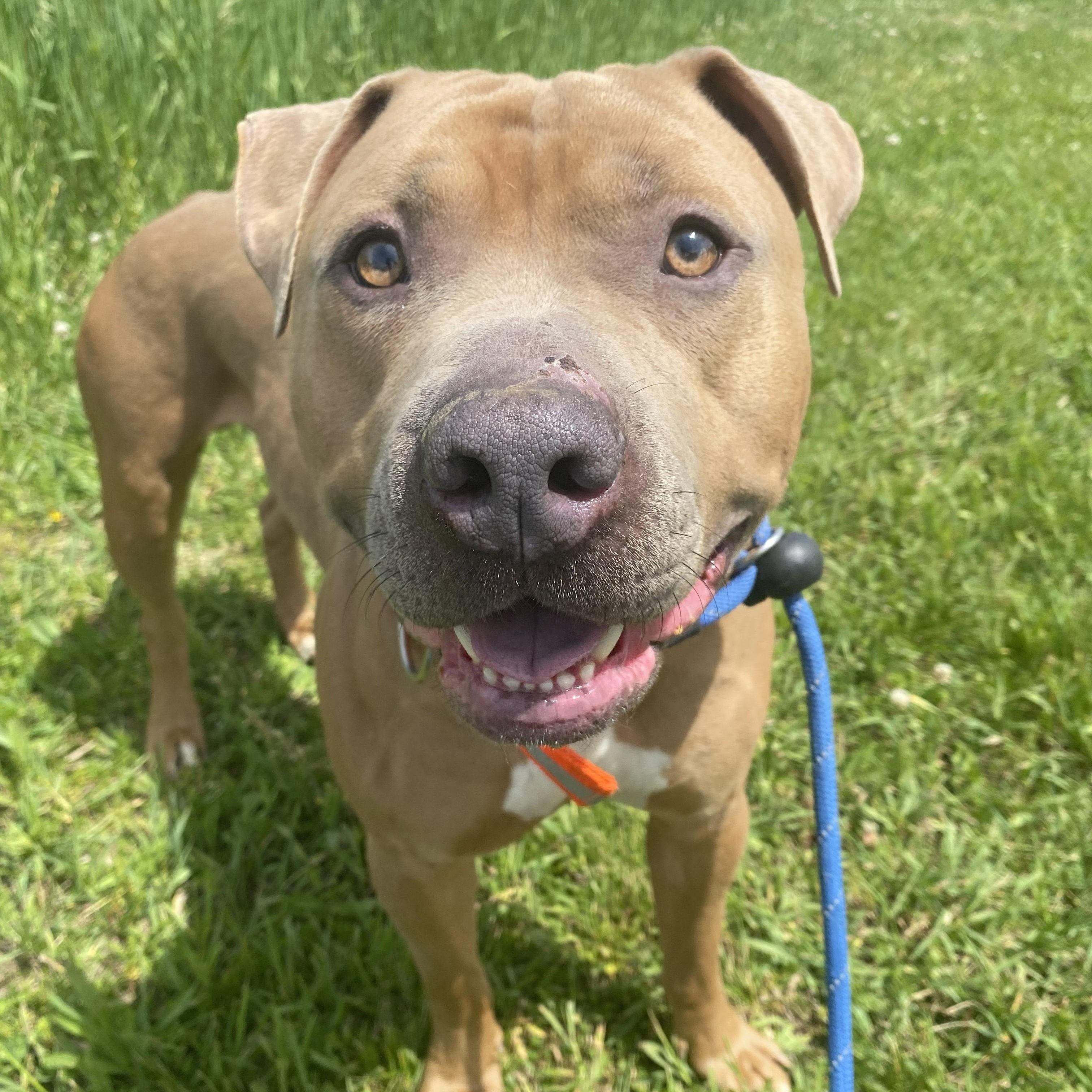 Enlarge Peanut, a ADOPTABLE Pit Bull Terrier in Allegan, MI image 2/6