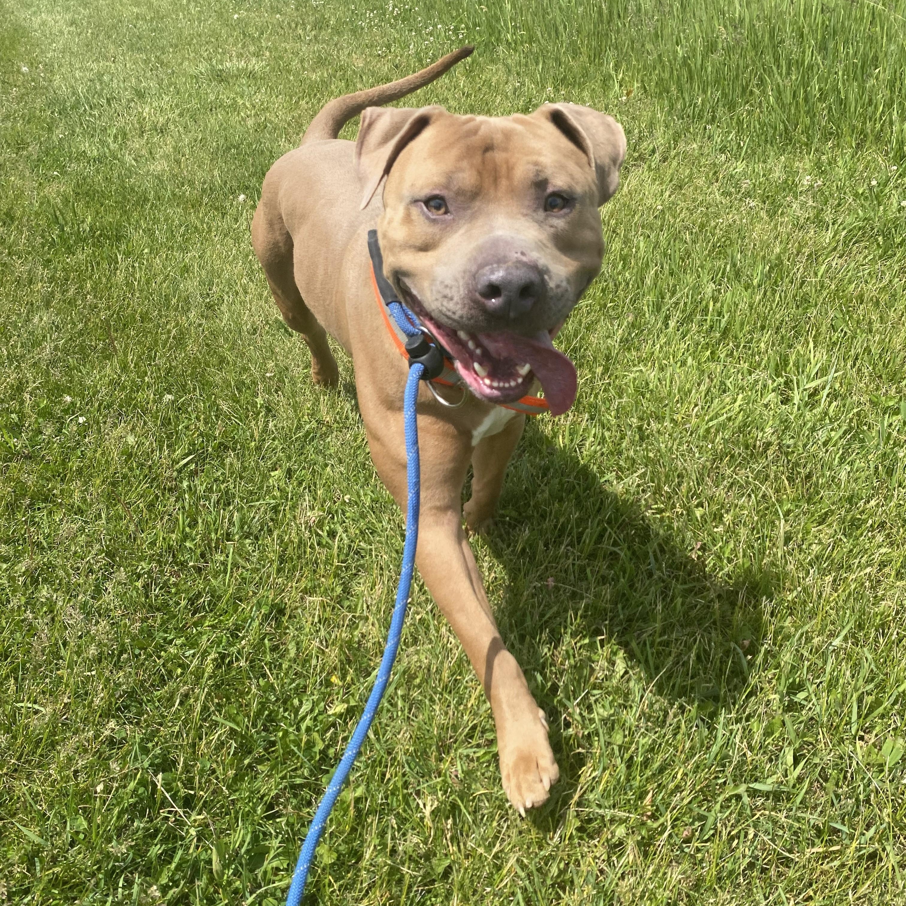 Enlarge Peanut, a ADOPTABLE Pit Bull Terrier in Allegan, MI image 5/6