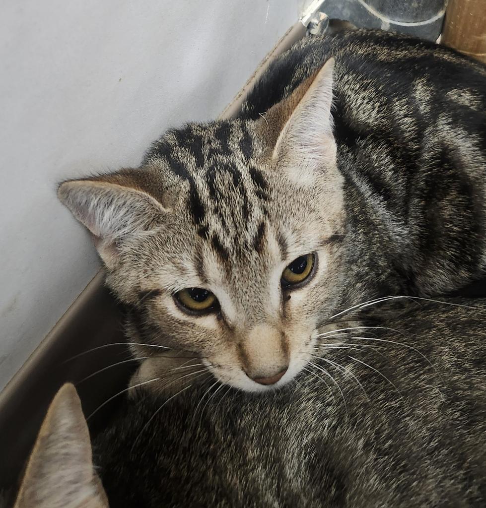Shelton, Adoptable, Kitten Male Domestic Short Hair.