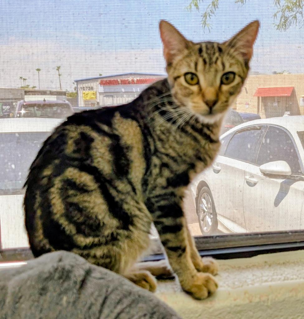 Enlarge Shelton, a Adoptable mixed breed in Peoria, AZ image 2/3