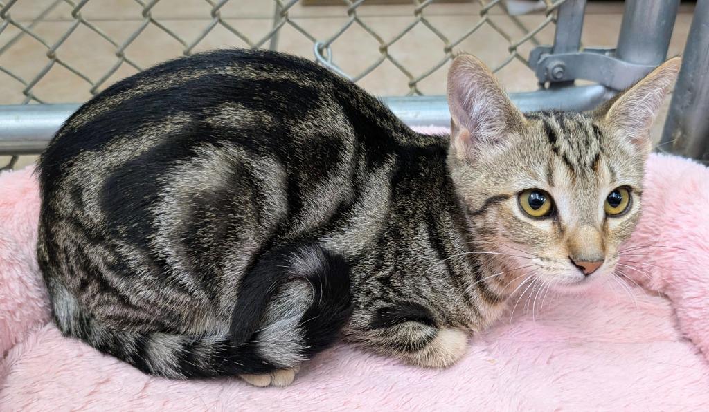 Enlarge Shelton, a Adoptable mixed breed in Peoria, AZ image 2/2