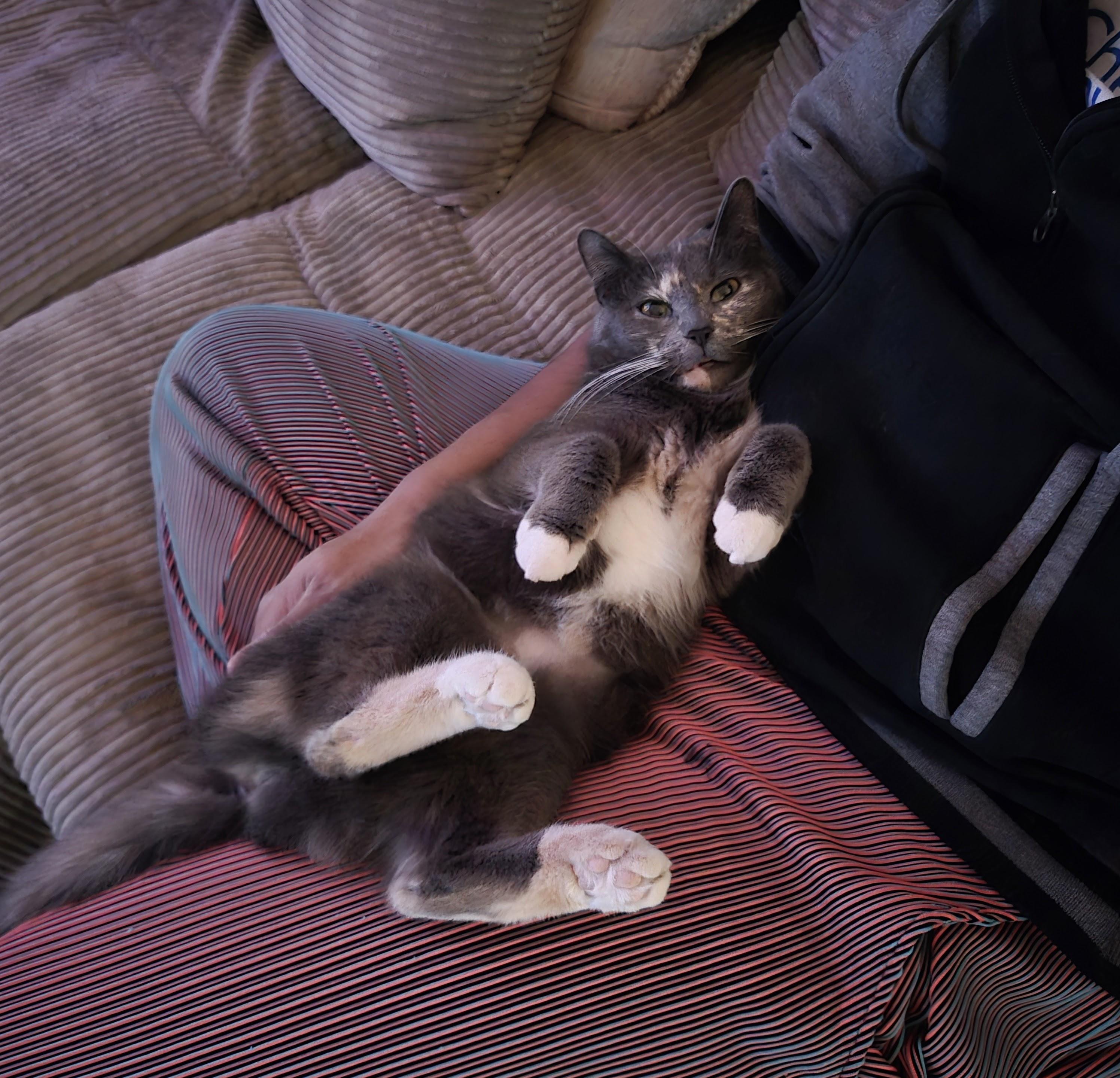 Atarah, an adopted mixed breed in Pittsburgh, PA image 4/6