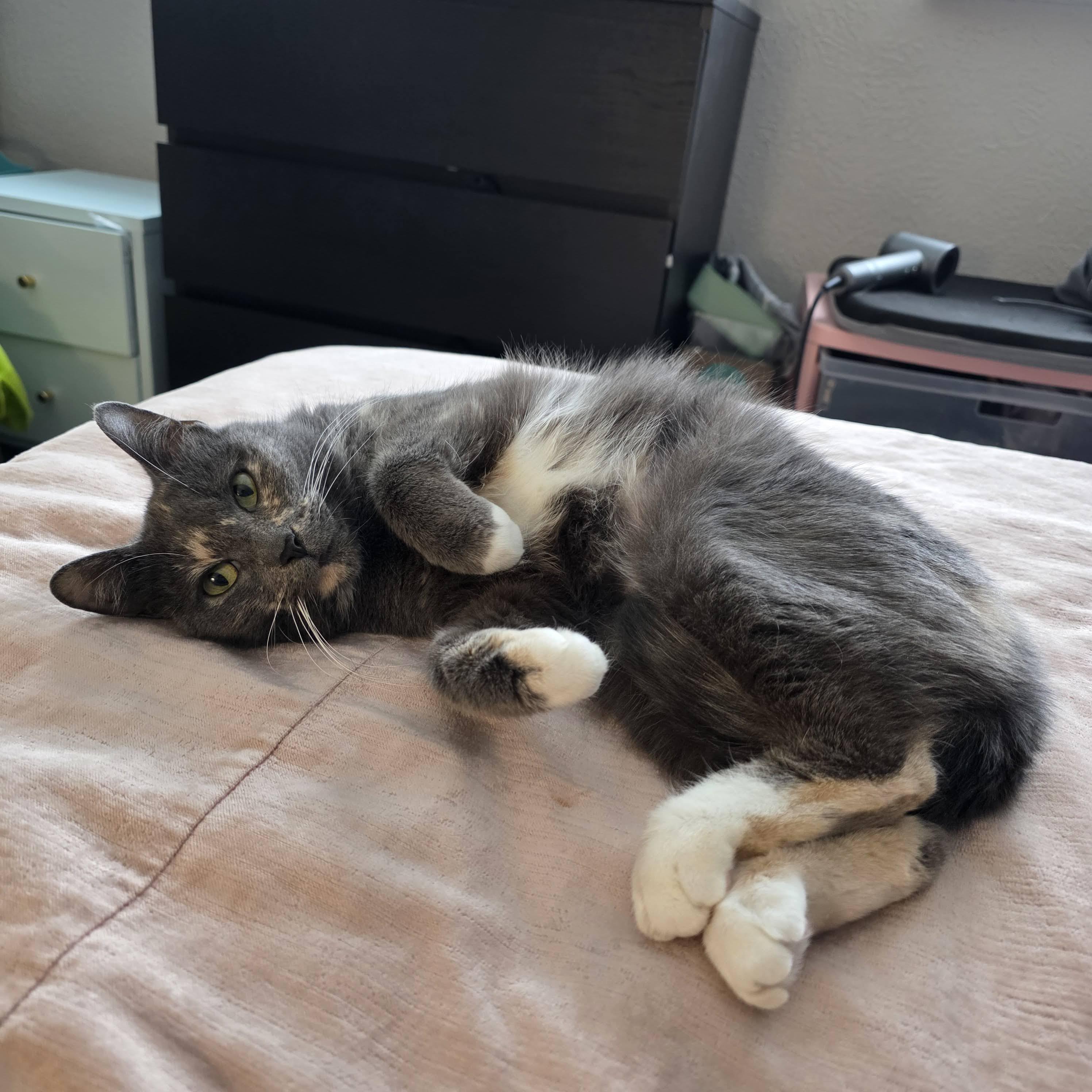 Atarah, an adopted mixed breed in Pittsburgh, PA image 3/6