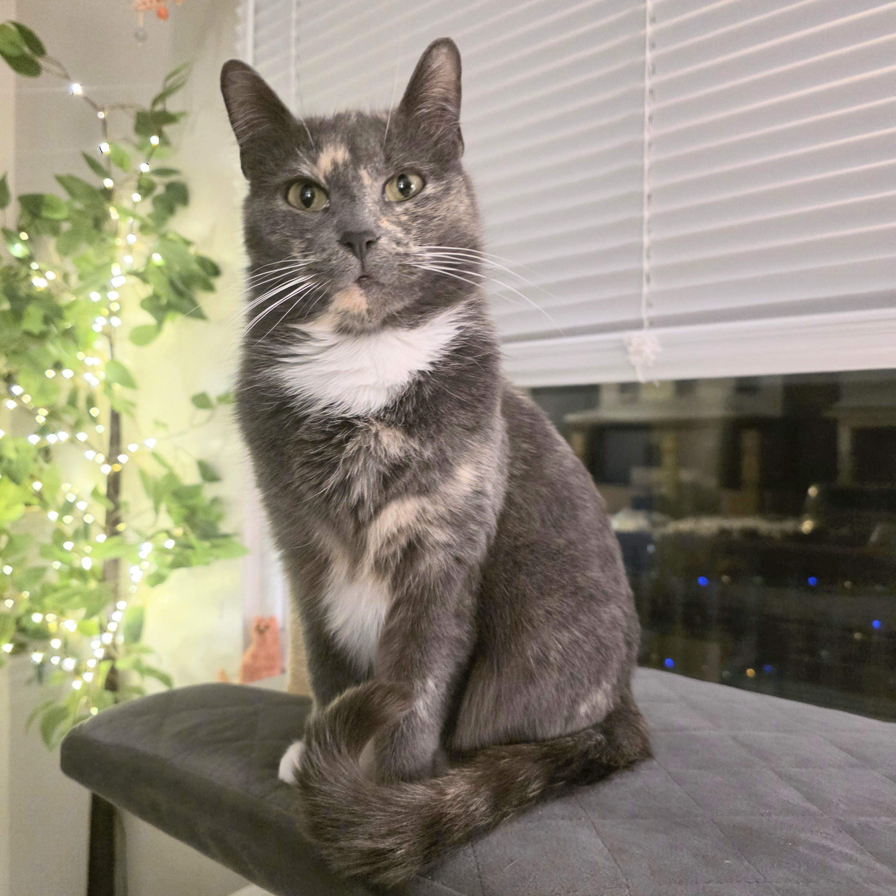 Atarah, an adopted mixed breed in Pittsburgh, PA image 5/6