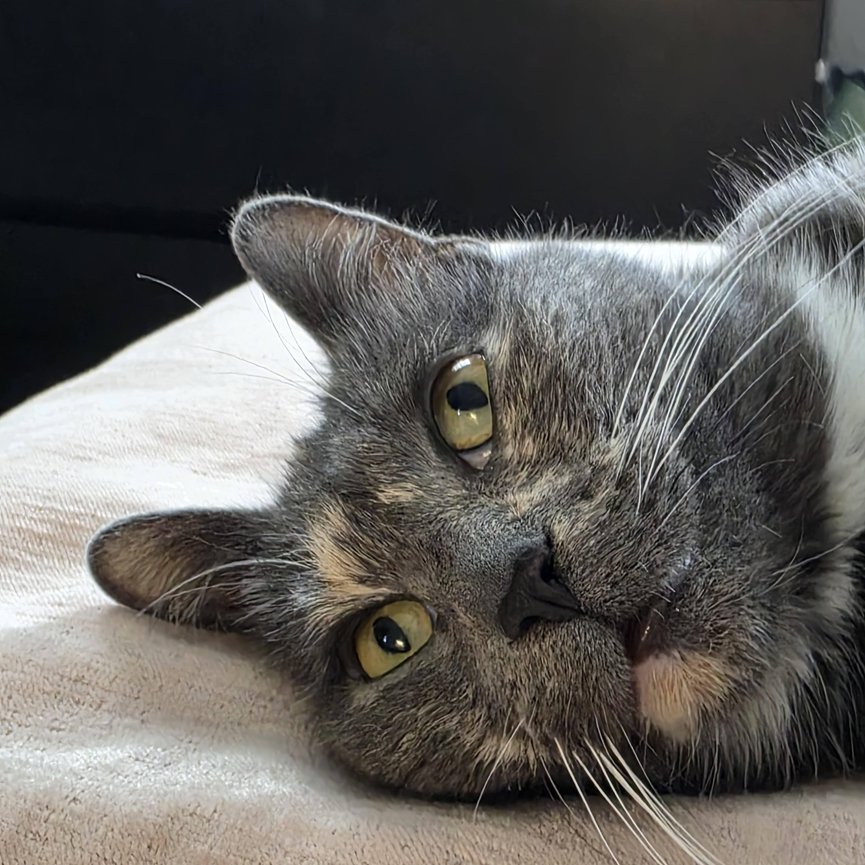 Atarah, an adopted mixed breed in Pittsburgh, PA image 2/6