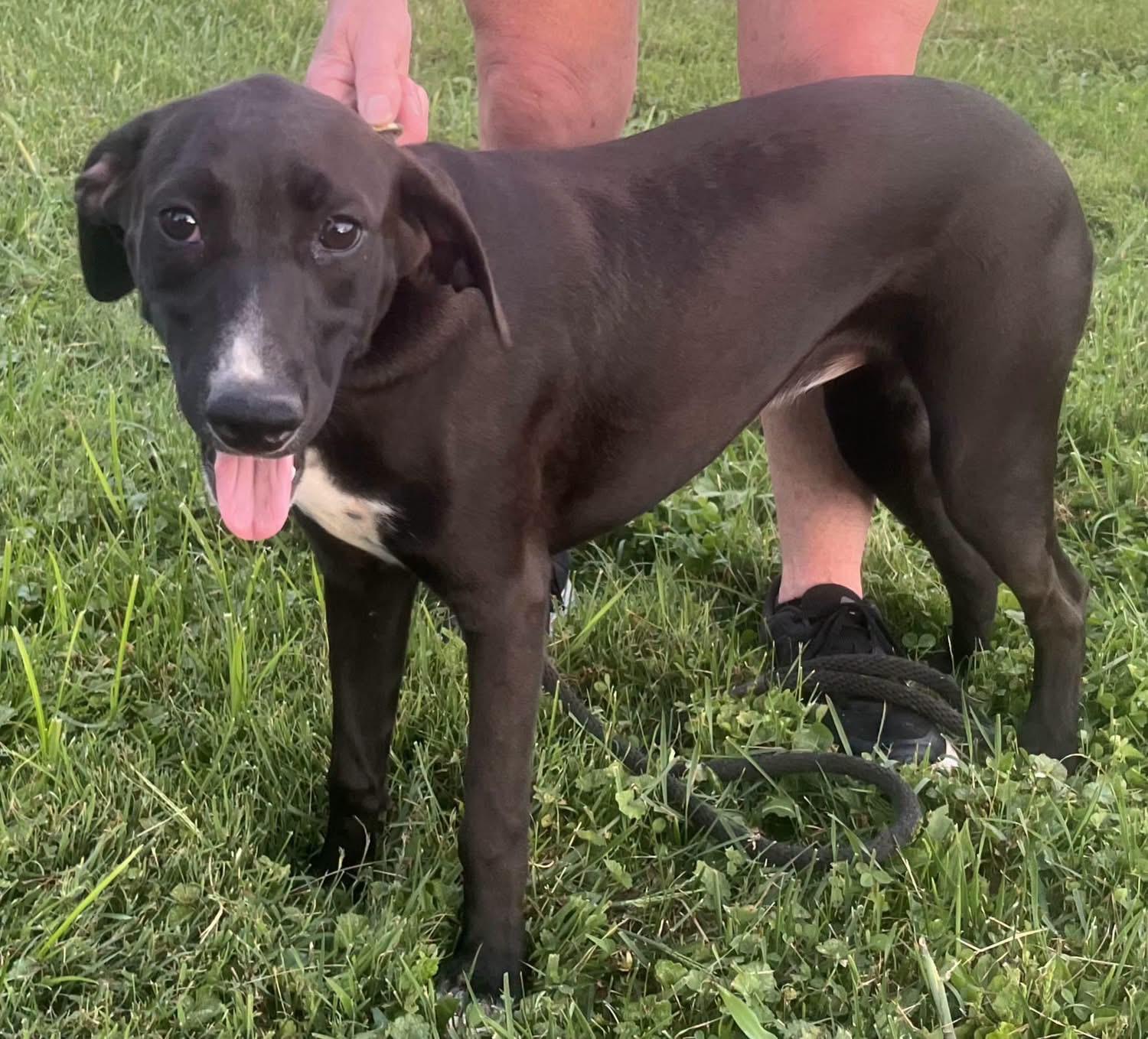 Claressa , ADOPTABLE, Young Male Mixed Breed.