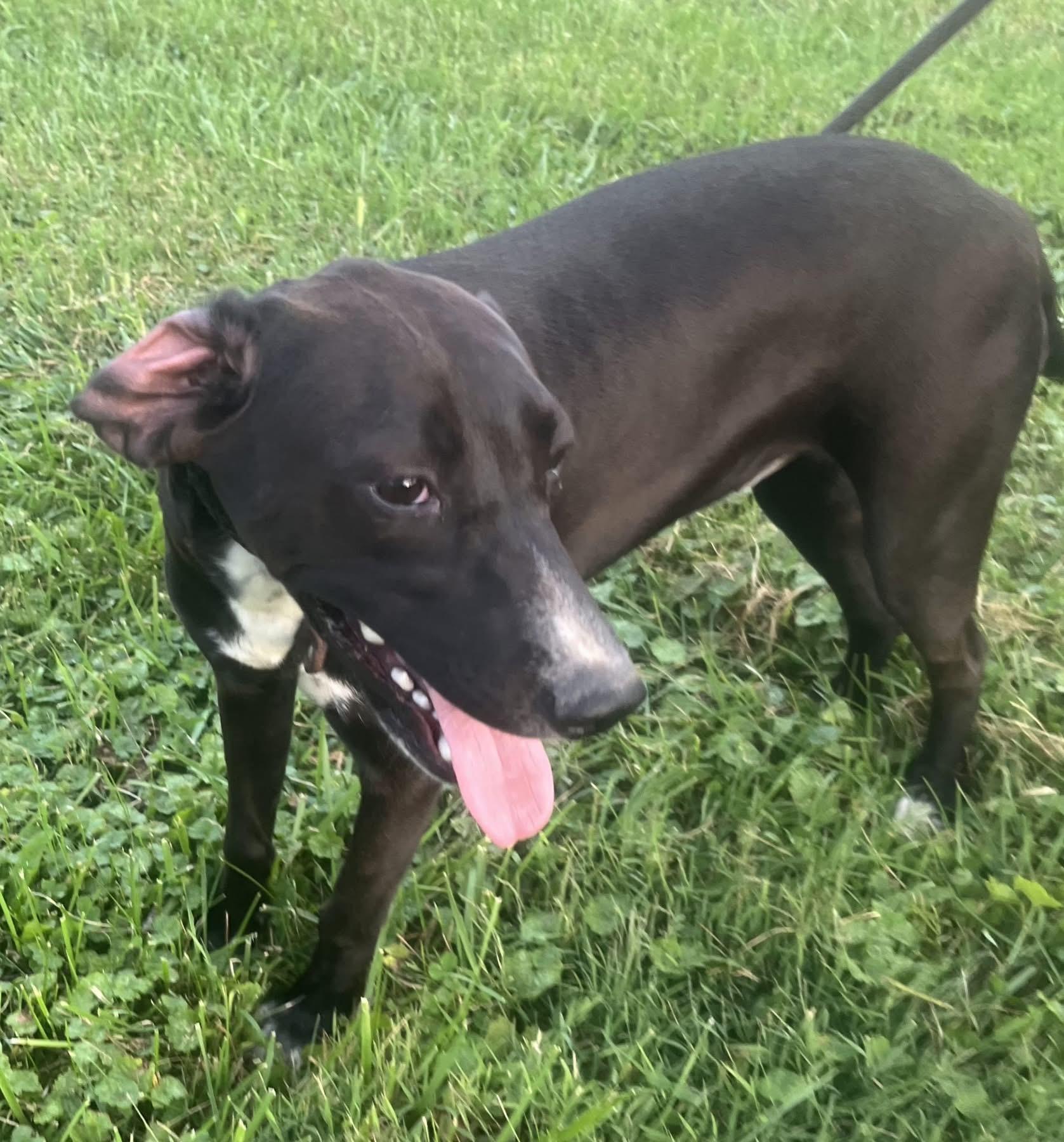 Enlarge Claressa , a ADOPTABLE Mixed Breed in Fountaintown, IN image 2/6