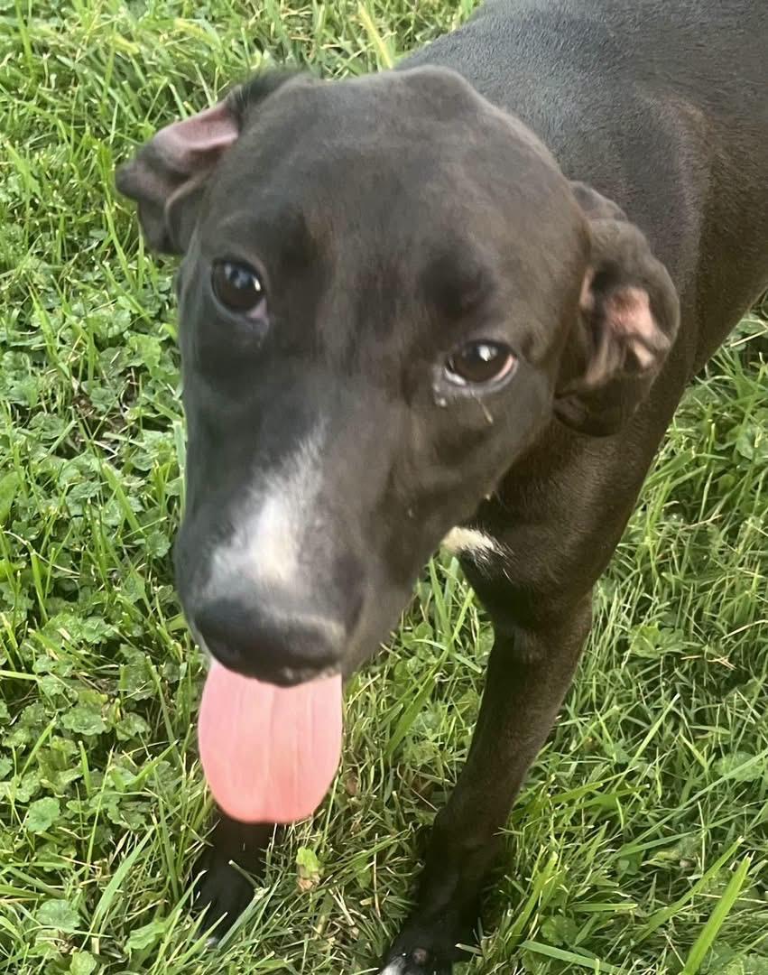 Enlarge Claressa , a ADOPTABLE Mixed Breed in Fountaintown, IN image 5/6