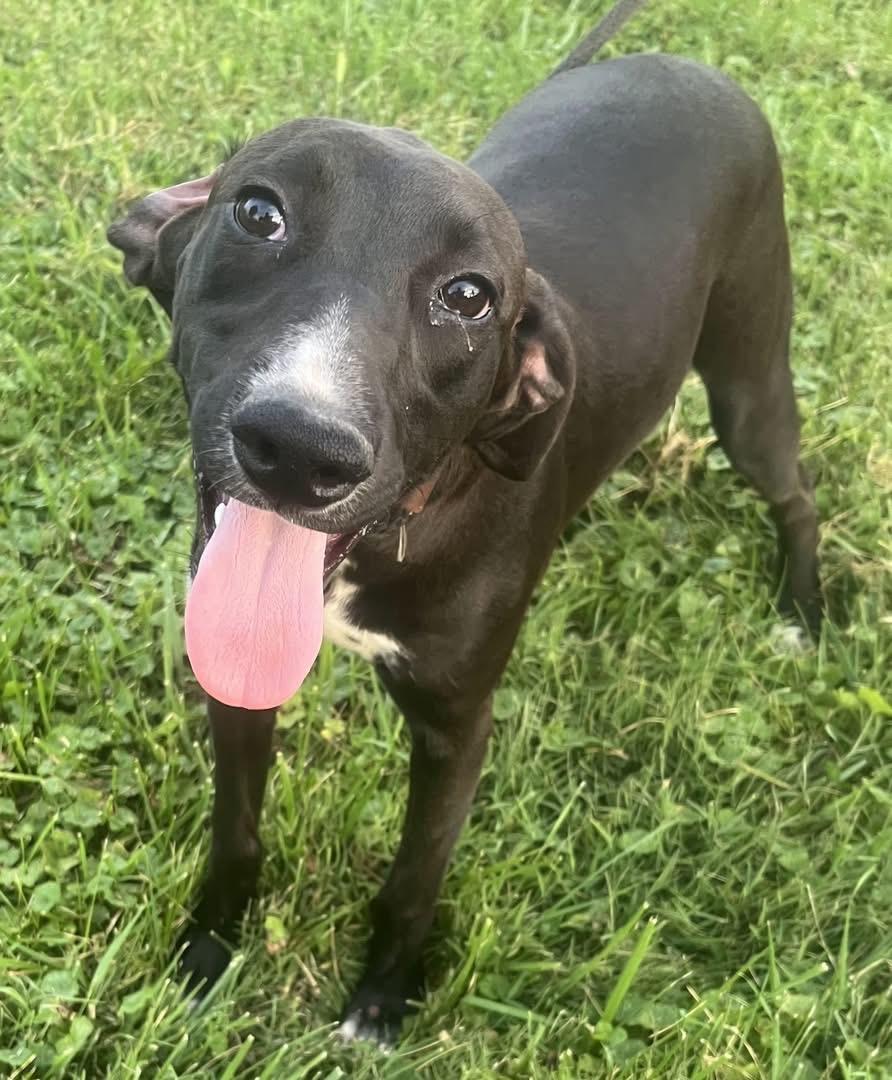 Enlarge Claressa , a ADOPTABLE Mixed Breed in Fountaintown, IN image 3/6