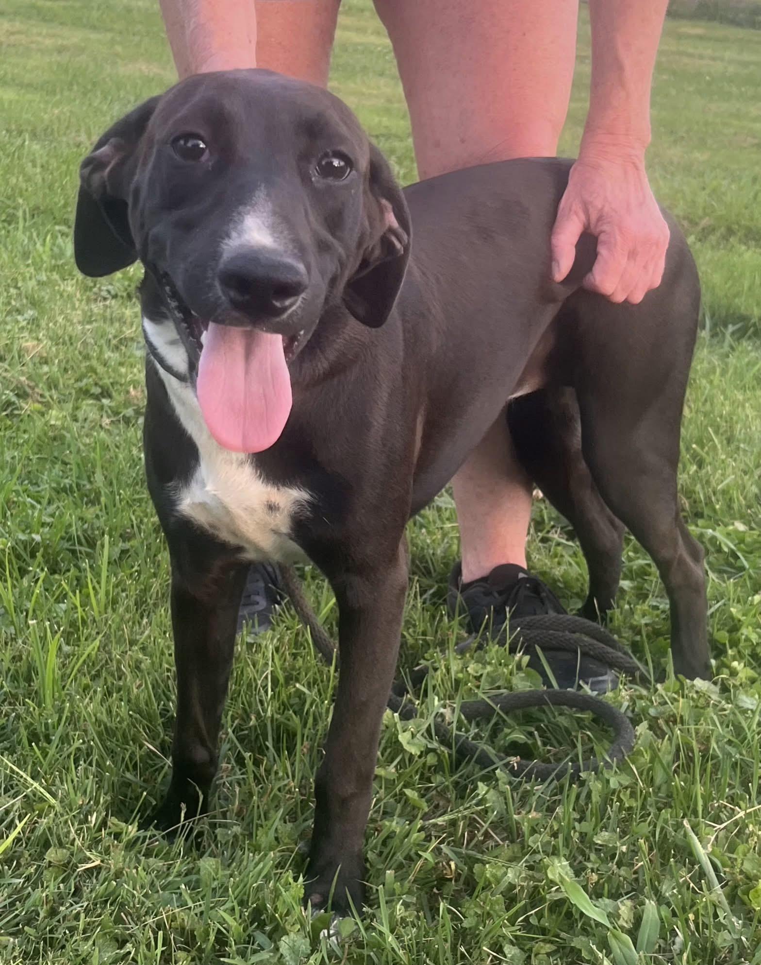 Enlarge Claressa , a ADOPTABLE Mixed Breed in Fountaintown, IN image 4/6