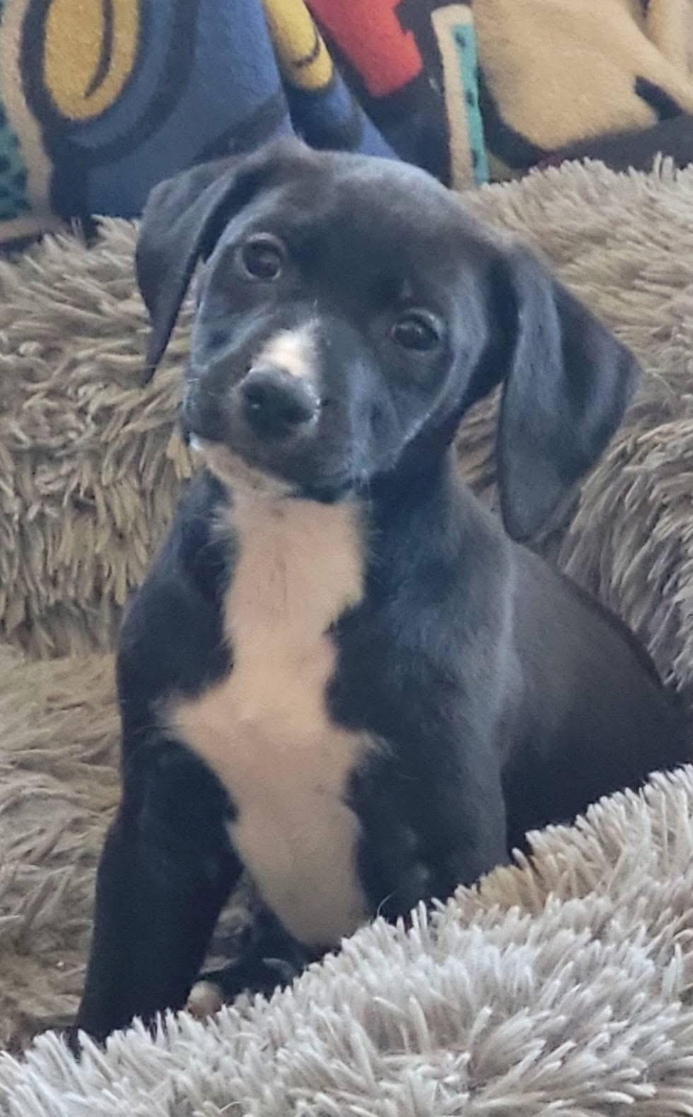 Claressa , ADOPTABLE, Puppy Male Mixed Breed.