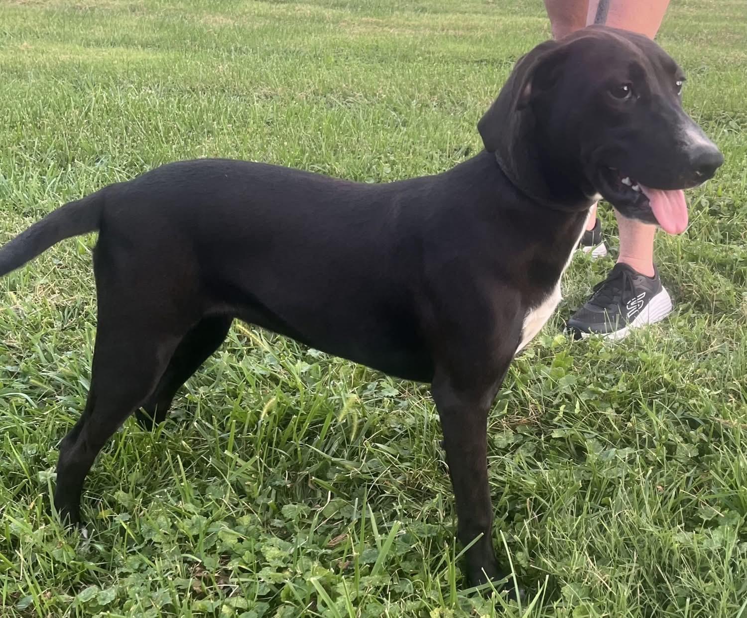 Enlarge Claressa , a ADOPTABLE Mixed Breed in Fountaintown, IN image 6/6