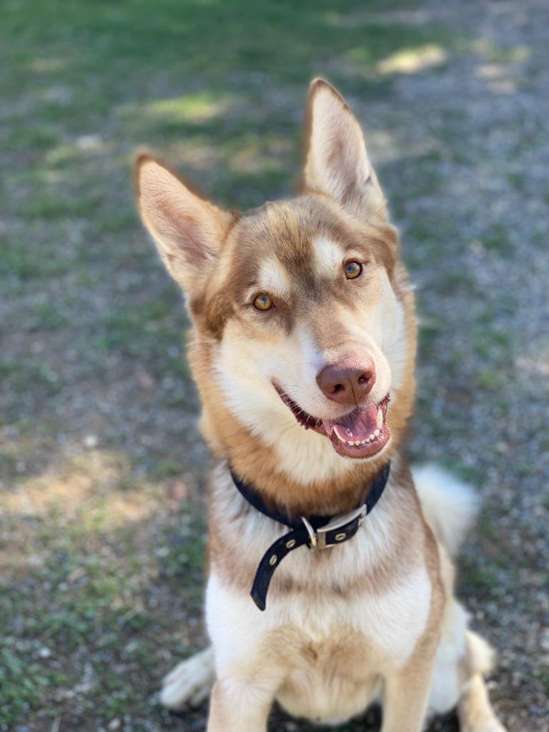 Shiloh, Adoptable, Adult Male Husky.
