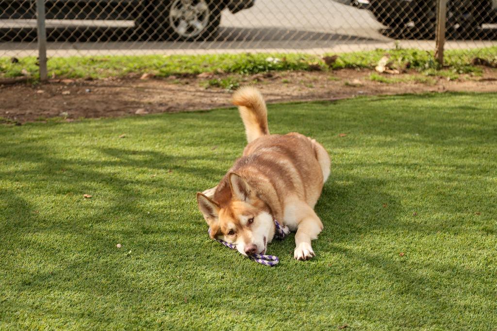 Enlarge Shiloh, a Adoptable Husky in Chico, CA image 2/6