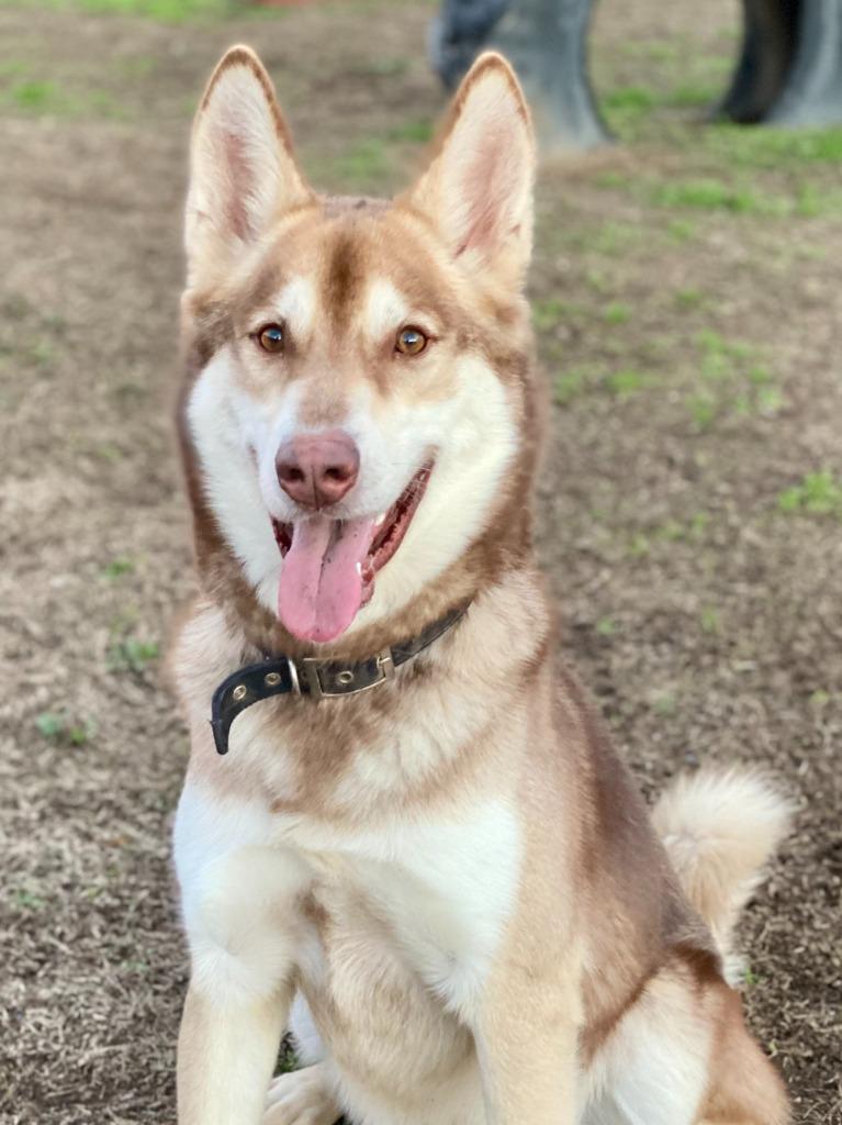 Enlarge Shiloh, a Adoptable Husky in Chico, CA image 5/6