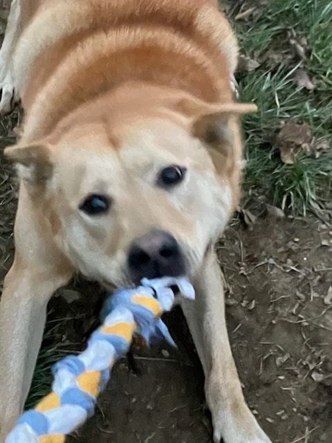 Kristoff, a Adoptable mixed breed in Chelsea, VT image 4/6