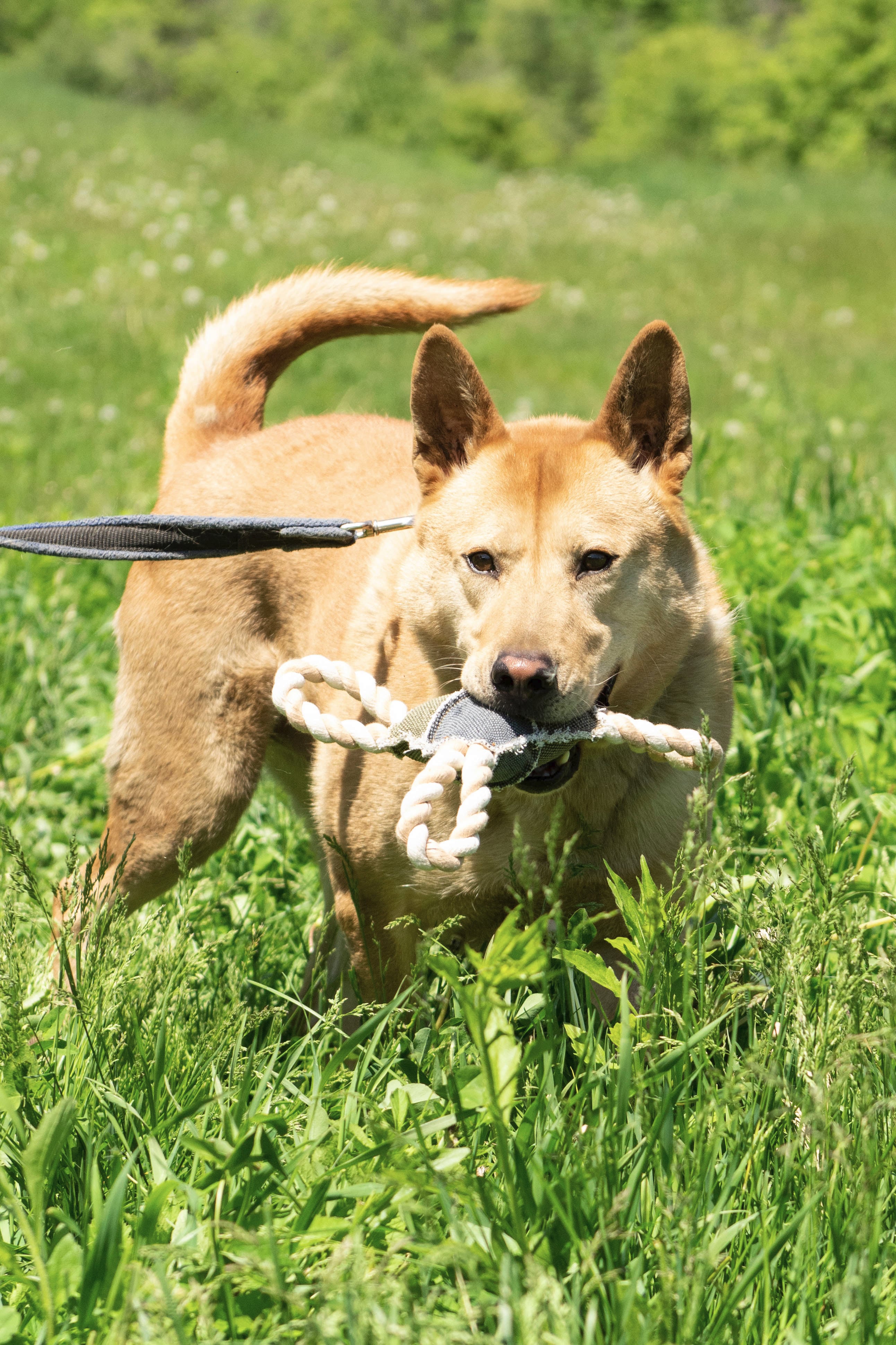 Kristoff, a Adoptable mixed breed in Chelsea, VT image 3/6