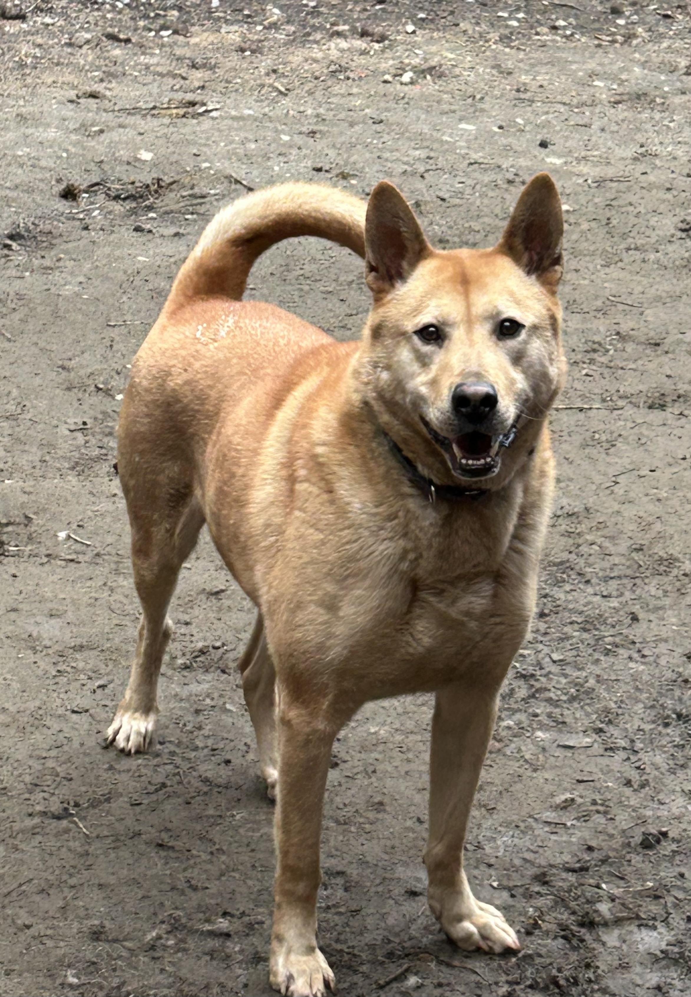 Kristoff, Adoptable, Adult Male German Shepherd Dog & Husky.