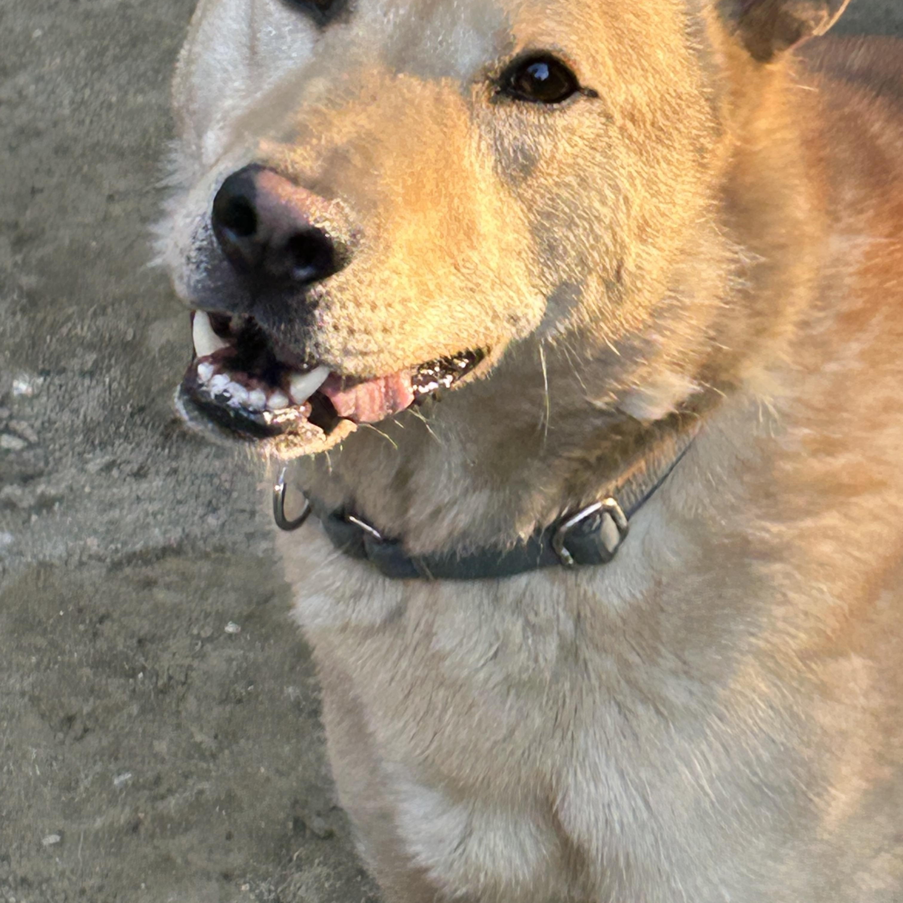 Kristoff, a Adoptable mixed breed in Chelsea, VT image 6/6