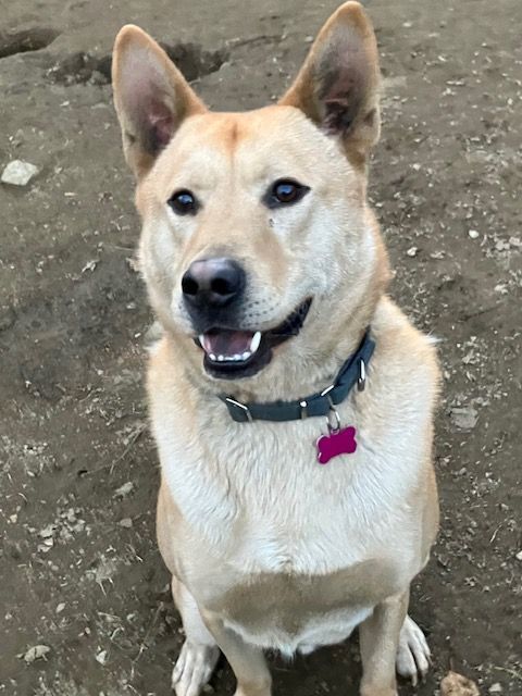 Kristoff, a Adoptable mixed breed in Chelsea, VT image 2/6