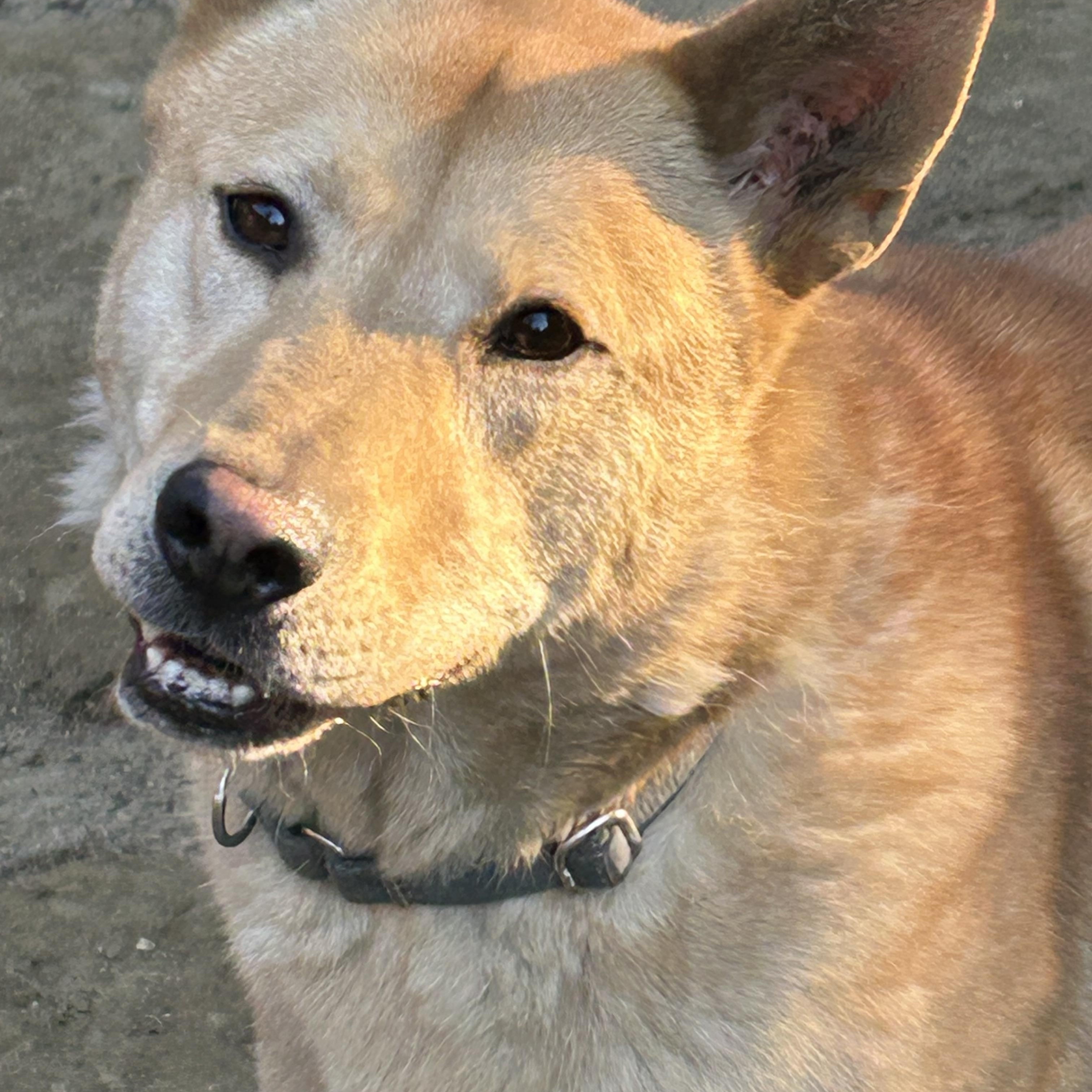Kristoff, Adoptable, Adult Male German Shepherd Dog & Husky.