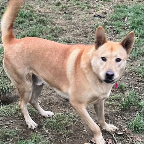 Kristoff, a Adoptable mixed breed in Chelsea, VT image 5/6