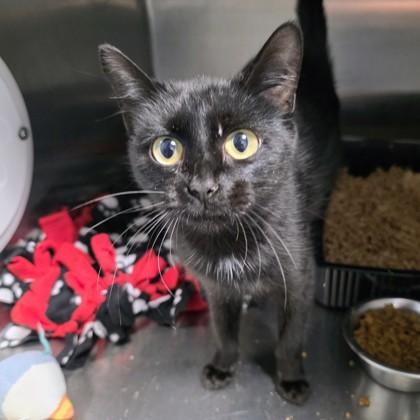 Enlarge Norma, a Adoptable Domestic Short Hair in Beatrice, NE image 1/1