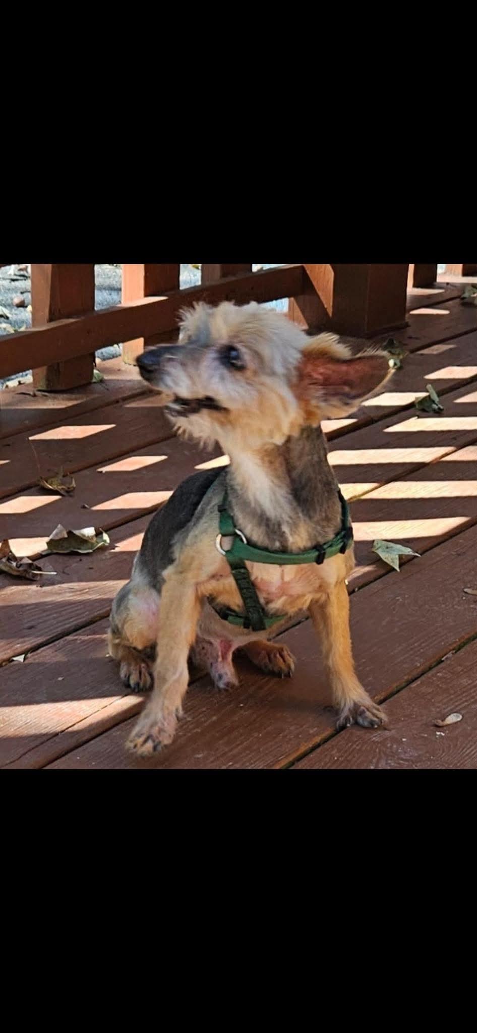 Enlarge Mickey, a Adoptable Yorkshire Terrier in Richmond, KY image 1/3