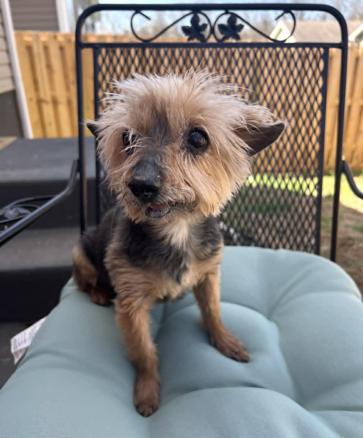 Enlarge Mickey, a Adoptable Yorkshire Terrier in Richmond, KY image 2/3