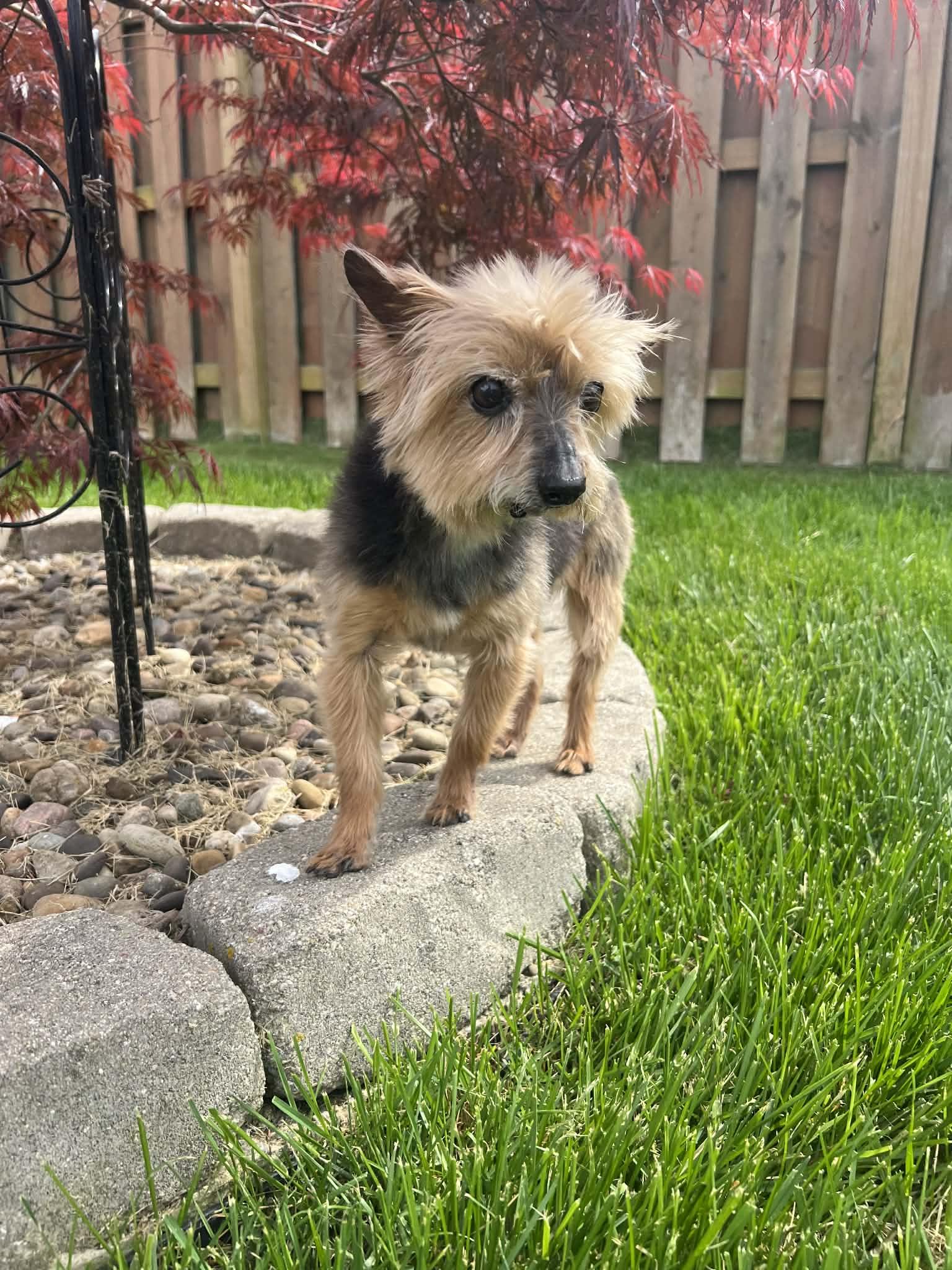 Enlarge Mickey, a Adoptable Yorkshire Terrier in Richmond, KY image 3/3